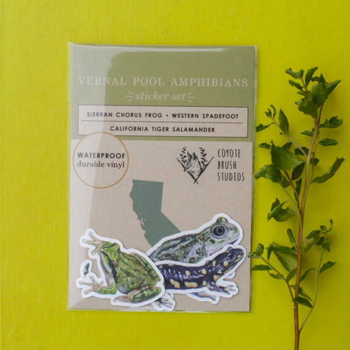 Load image 1 in gallery view. Vernal Pool Amphibians Vinyl Stickers: CA Tiger Salamander, Western Spadefoot, Sierran Chorus Frog