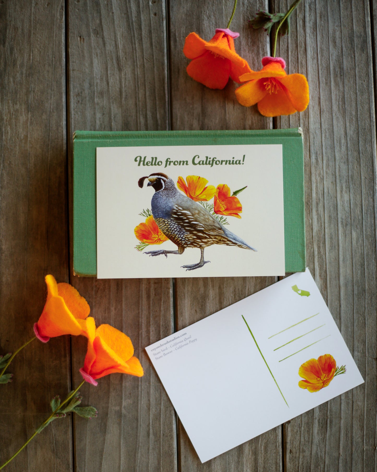 Hello From California Poppy and Quail Postcard