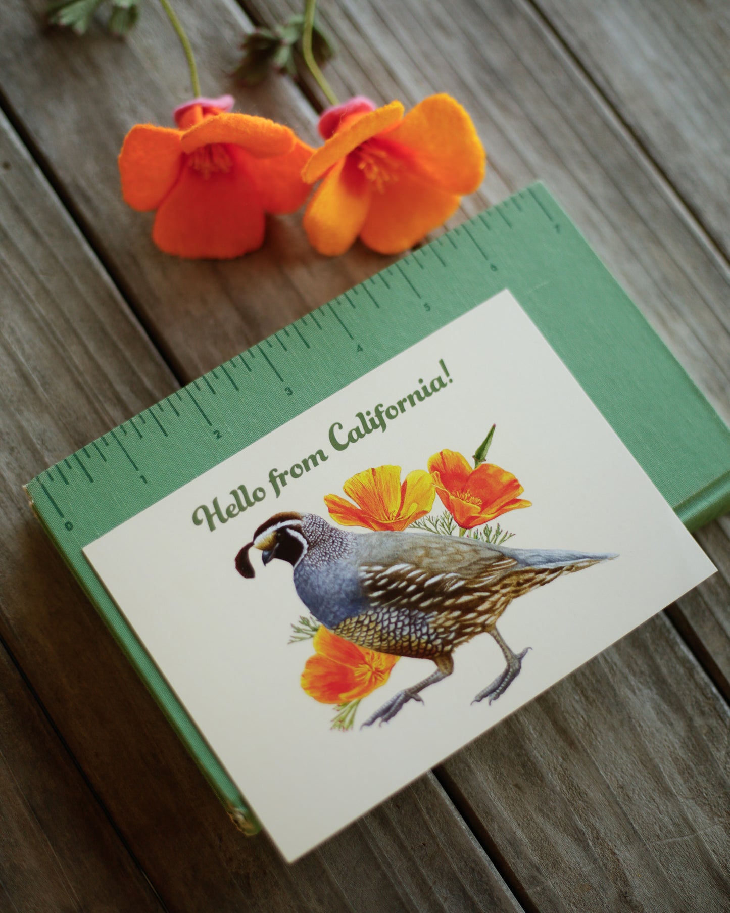 Hello From California Poppy and Quail Postcard