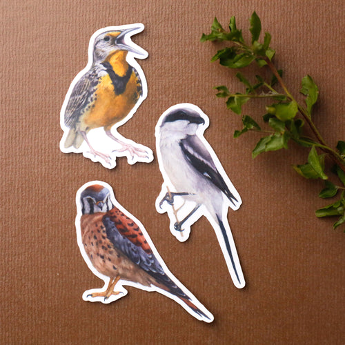Load image 1 in gallery view. Prairie Fence Birds Vinyl Stickers: Western Meadowlark, American Kestrel, Loggerhead Shrike
