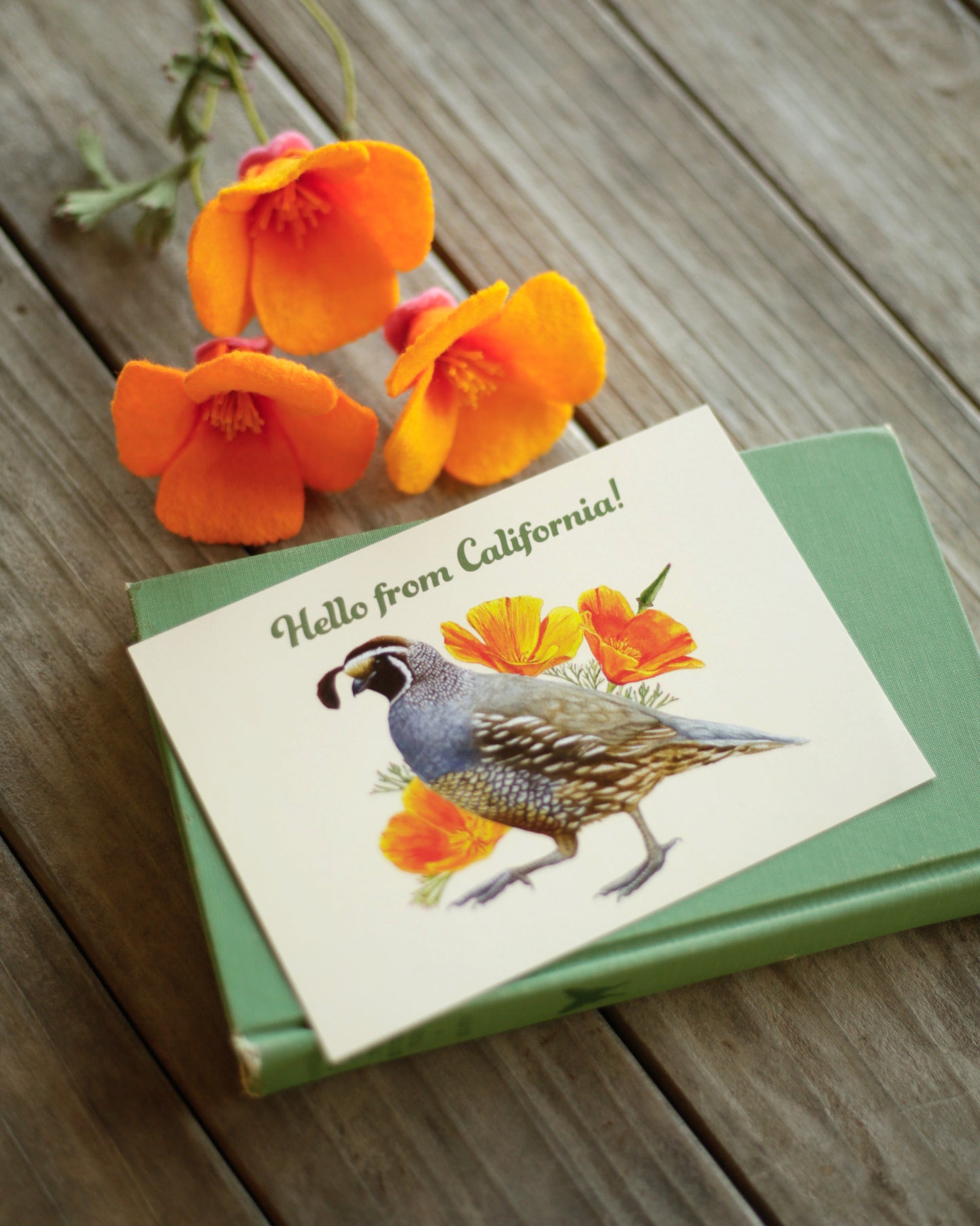Hello From California Poppy and Quail Postcard