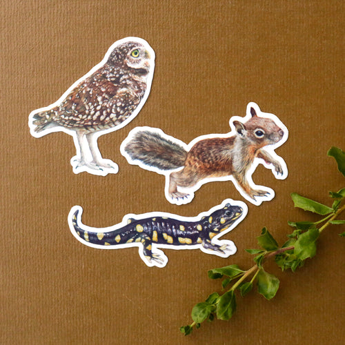 Load image 1 in gallery view. Burrow Buddies Vinyl Stickers: CA Tiger Salamander, Burrowing Owl, Ground Squirrel