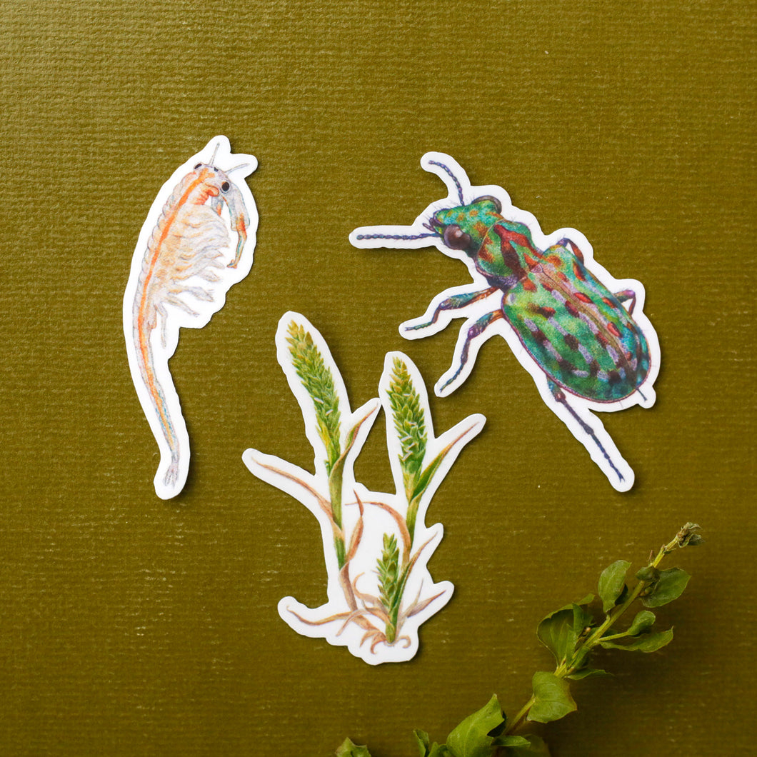 Vernal Pool Endangered Species, Three Vinyl Stickers: Fairy Shrimp, Delta Green Ground Beetle, Solano Grass