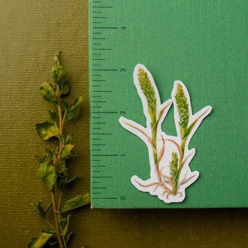 Load image 1 in gallery view. Vernal Pool Endangered Species Vinyl Stickers: Fairy Shrimp, Delta Green Ground Beetle, Solano Grass