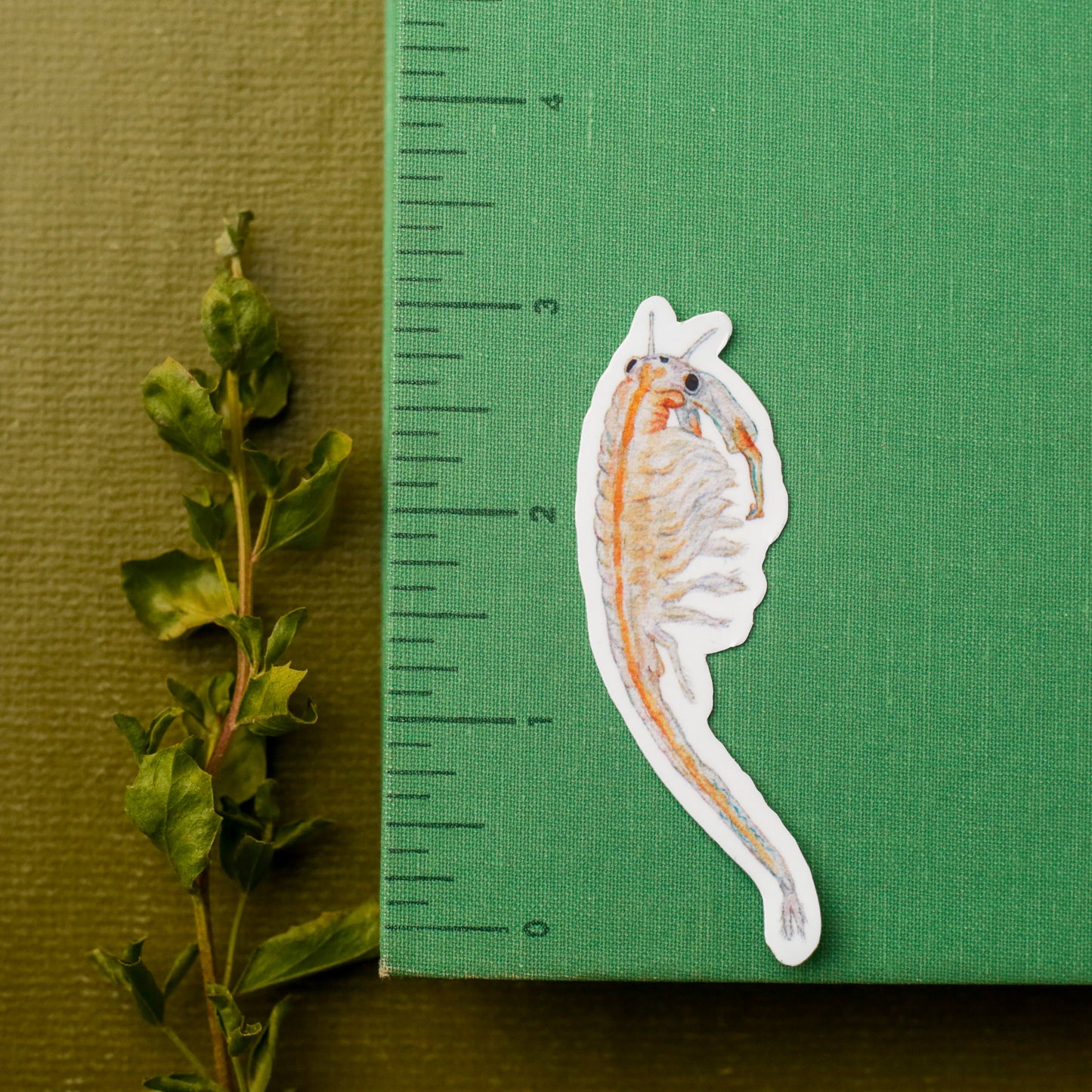 Vernal Pool Endangered Species Vinyl Stickers: Fairy Shrimp, Delta Green Ground Beetle, Solano Grass