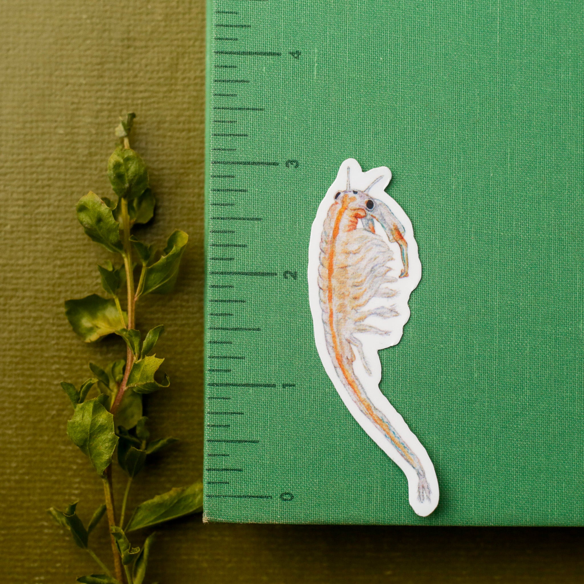 Vernal Pool Endangered Species Vinyl Stickers: Fairy Shrimp, Delta Green Ground Beetle, Solano Grass