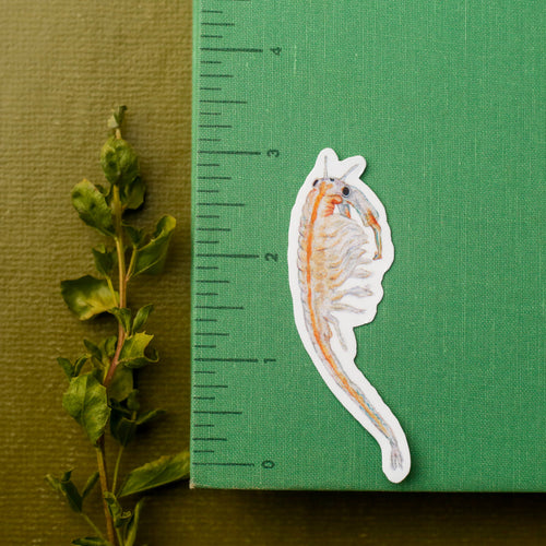 Load image 1 in gallery view. Vernal Pool Endangered Species Vinyl Stickers: Fairy Shrimp, Delta Green Ground Beetle, Solano Grass