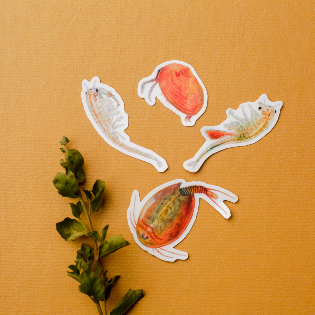 Vernal Pool Crustaceans, Four Vinyl Stickers: Fairy Shrimp, Tadpole Shrimp, Clam Shrimp