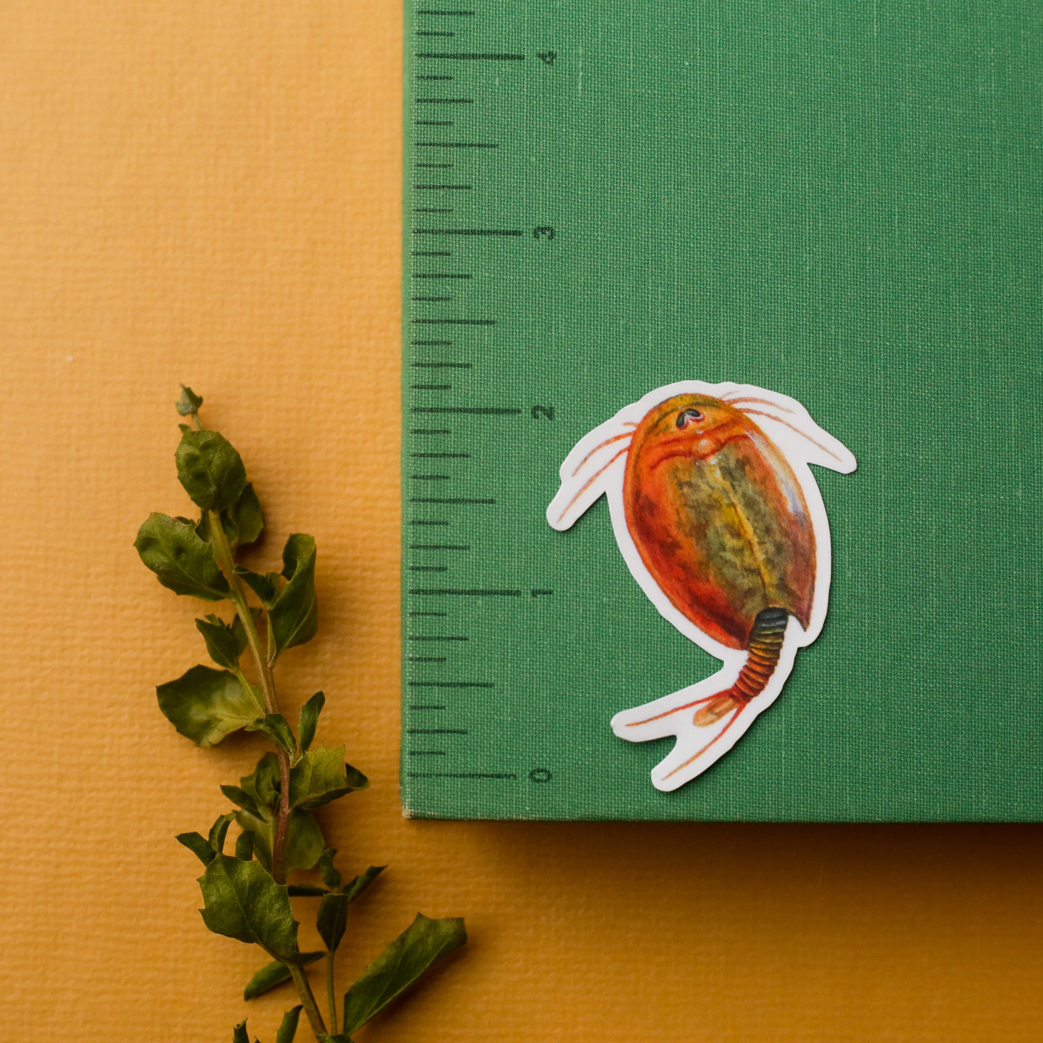 Vernal Pool Crustaceans Vinyl Stickers: Fairy Shrimp, Tadpole Shrimp, Clam Shrimp