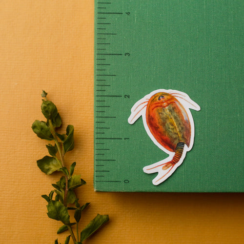 Load image 1 in gallery view. Vernal Pool Crustaceans Vinyl Stickers: Fairy Shrimp, Tadpole Shrimp, Clam Shrimp