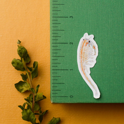 Load image 1 in gallery view. Vernal Pool Crustaceans Vinyl Stickers: Fairy Shrimp, Tadpole Shrimp, Clam Shrimp