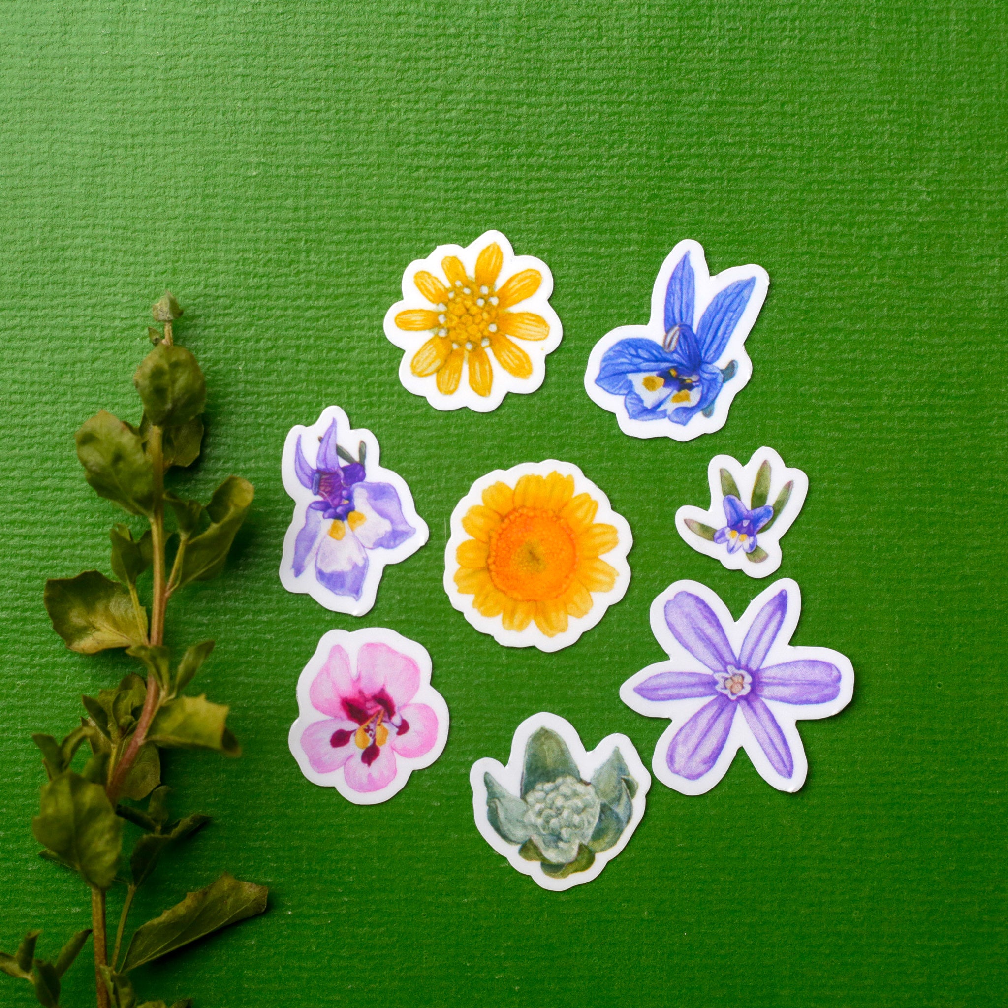 Vernal Pool Flora Vinyl Stickers: Downingia, Goldfield, Monkeyflower, Stickyseed, Woolly Marble, Brodiaea