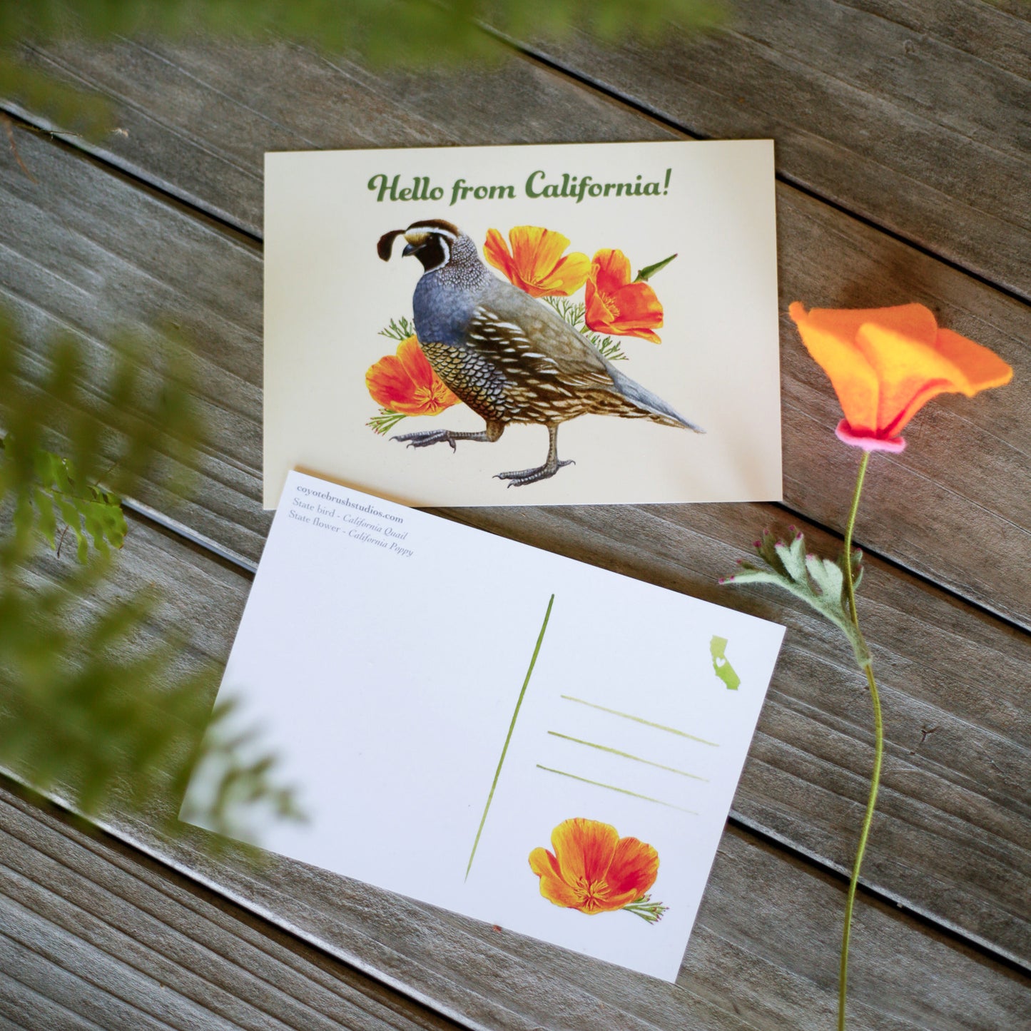 Hello From California Poppy and Quail Postcard