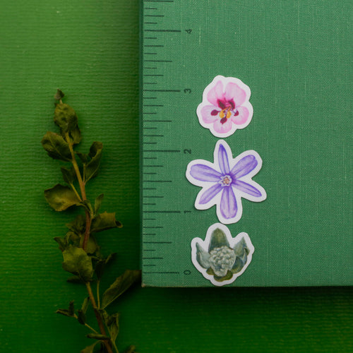 Load image 1 in gallery view. Vernal Pool Flora Vinyl Stickers: Downingia, Goldfield, Monkeyflower, Stickyseed, Woolly Marble, Brodiaea