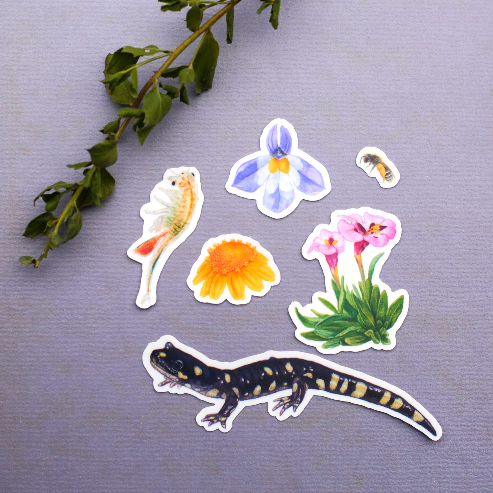 Vernal Pool Vinyl Stickers: VP Flowers, CA Tiger Salamander, Bee, Fairy Shrimp