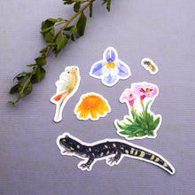 Vernal Pool, Six Vinyl Stickers: Goldfield, Downingia, Monkeyflower, California Tiger Salamander, Bee, Fairy Shrimp