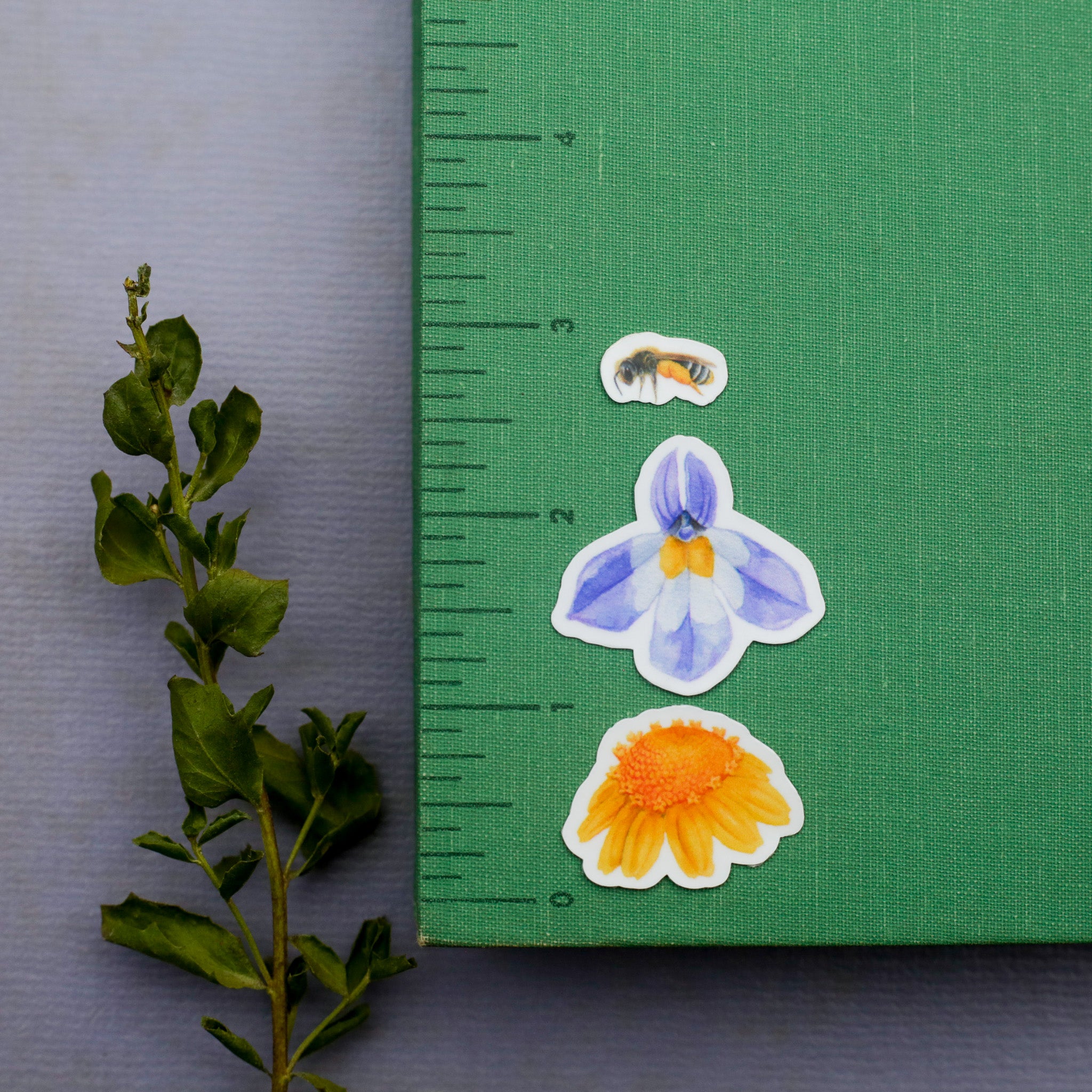 Vernal Pool Vinyl Stickers: VP Flowers, CA Tiger Salamander, Bee, Fairy Shrimp