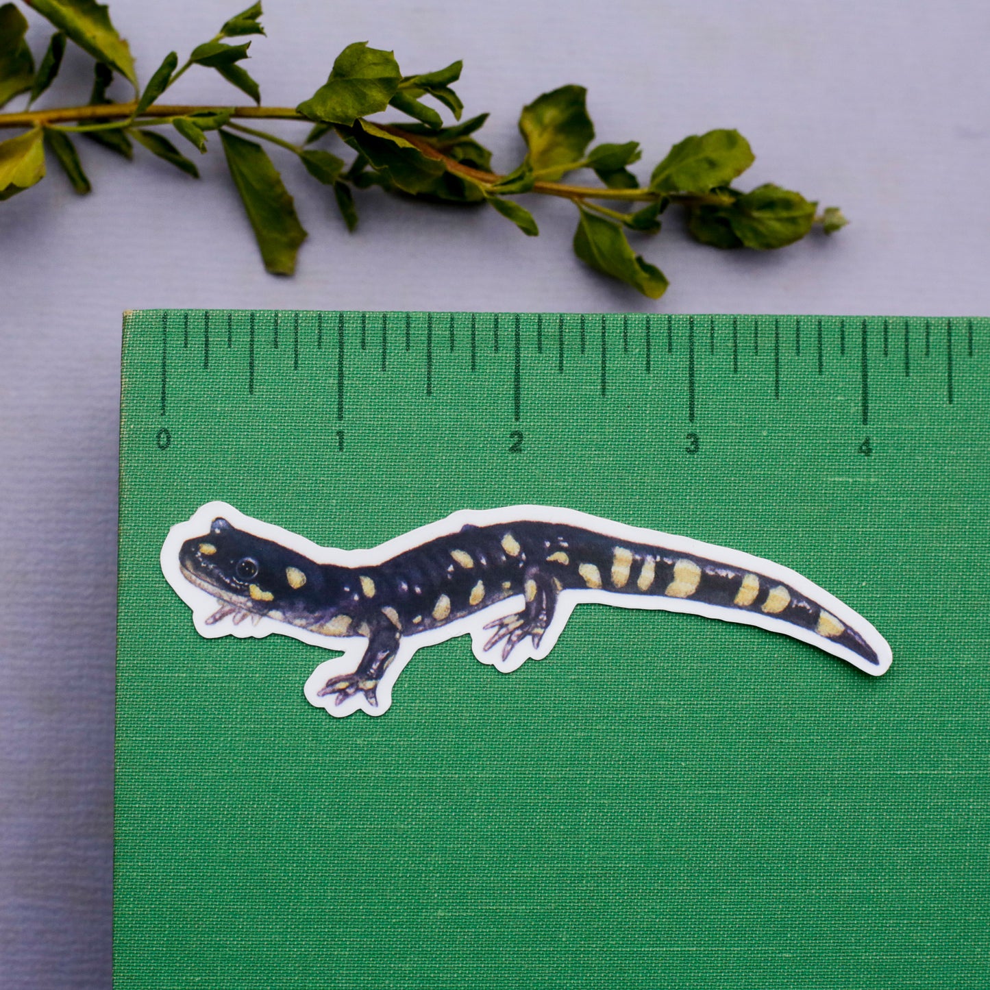 Vernal Pool Vinyl Stickers: VP Flowers, CA Tiger Salamander, Bee, Fairy Shrimp