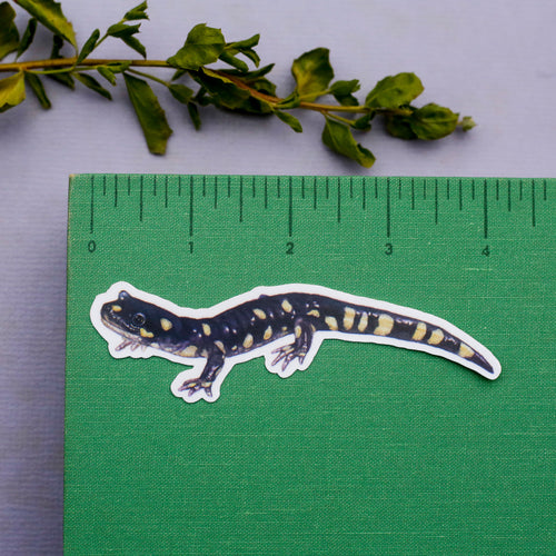 Load image 1 in gallery view. Vernal Pool Vinyl Stickers: VP Flowers, CA Tiger Salamander, Bee, Fairy Shrimp