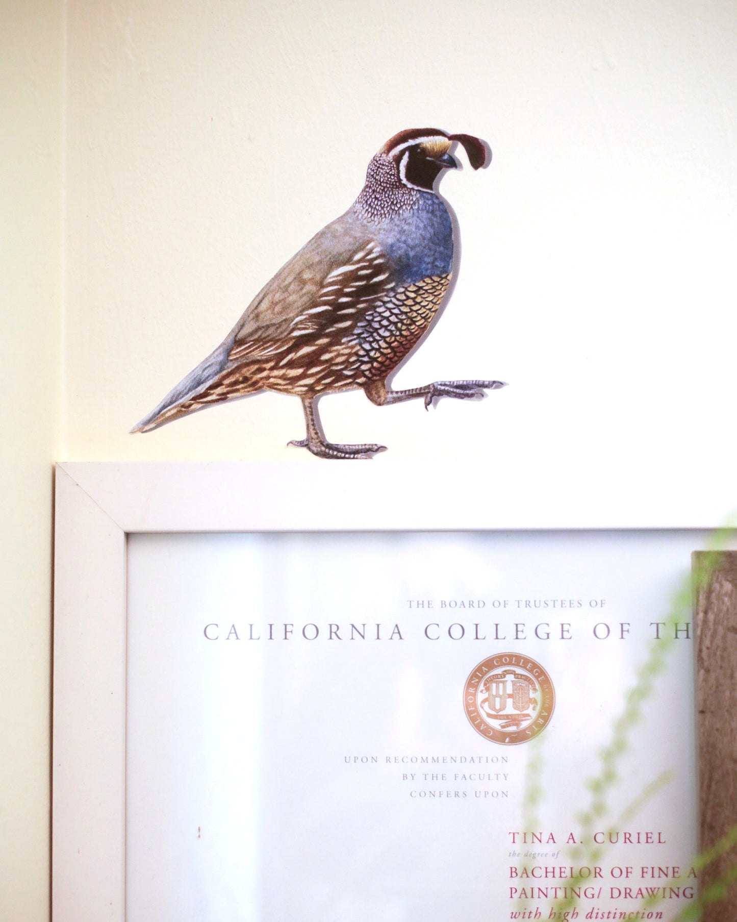 California Quail against a white wall standing on top of a picture frame.