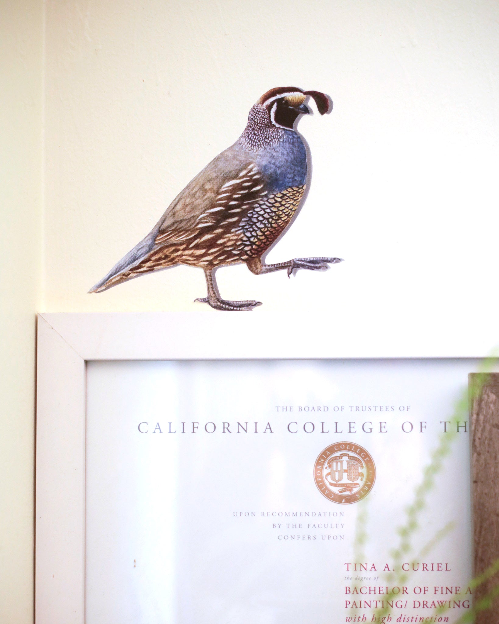 California Quail against a white wall standing on top of a picture frame.