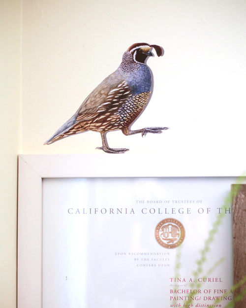 Load image 1 in gallery view. California Quail against a white wall standing on top of a picture frame.