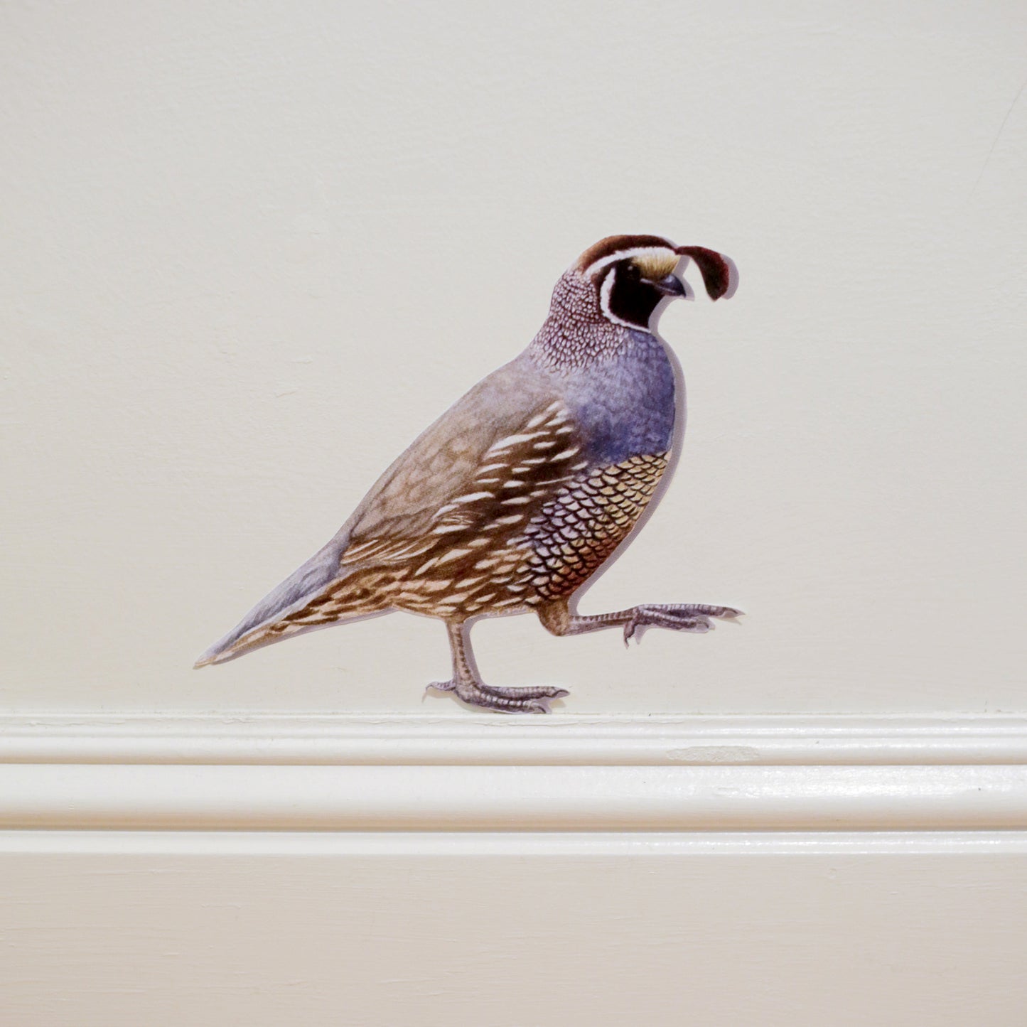 Realistic California quail against white wall standing on top of the baseboard.