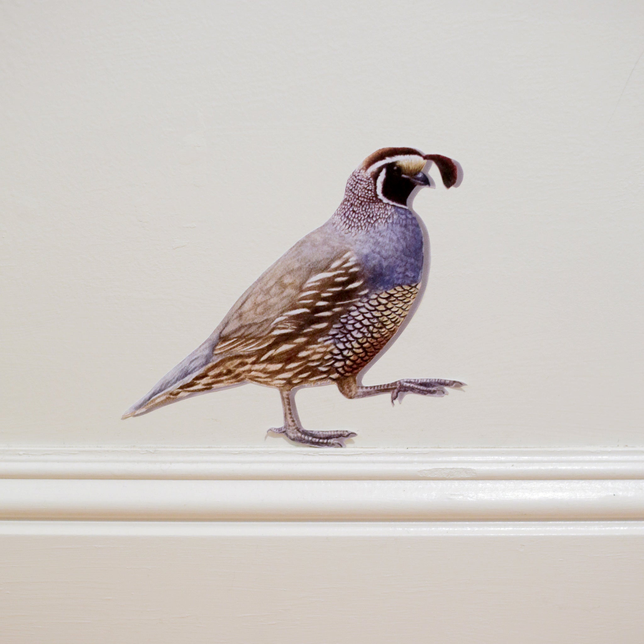 Realistic California quail against white wall standing on top of the baseboard.