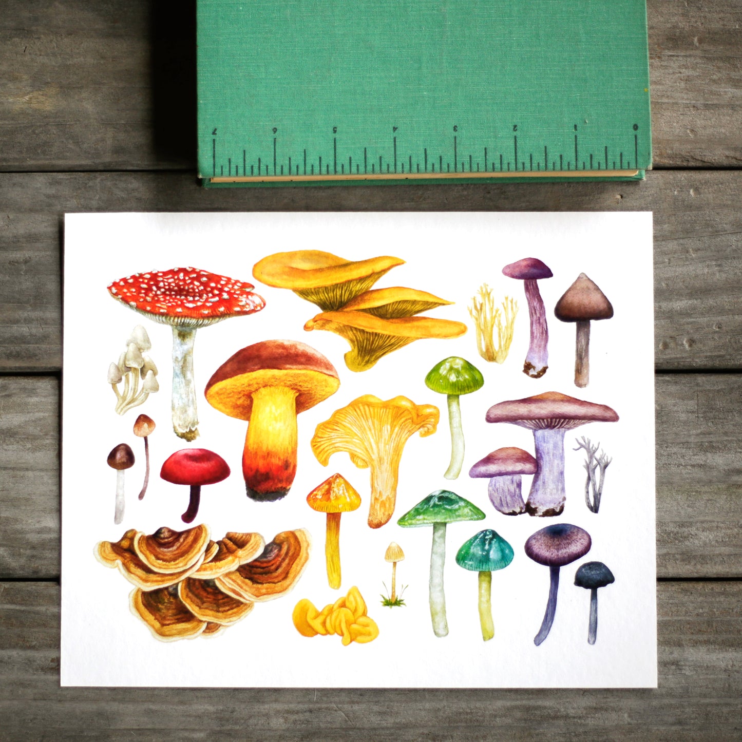 California Mushrooms 8x10 Print