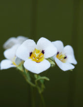 Smokey Mariposa Lily - Calochortus leichtlinii - fiber sculpture, fabric flower