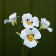 Smokey Mariposa Lily - Calochortus leichtlinii - fiber sculpture, fabric flower