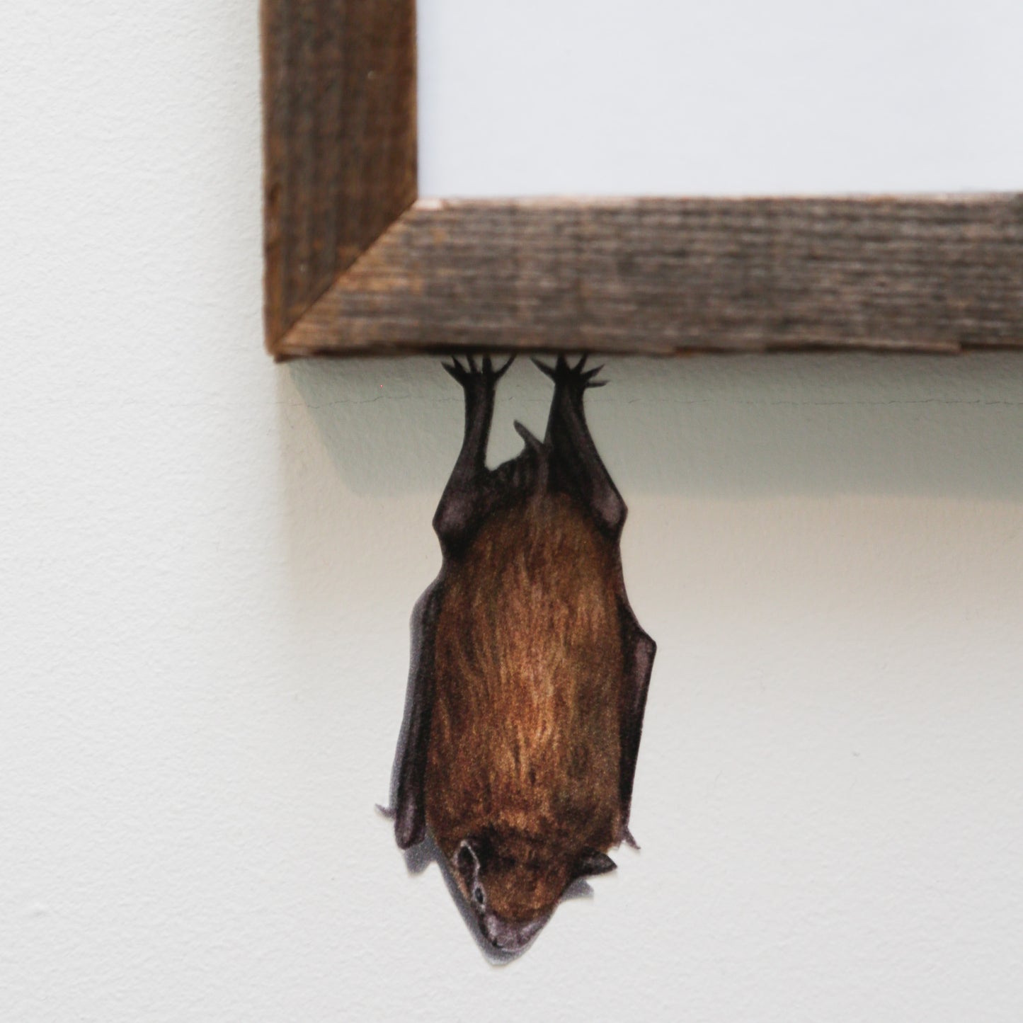 Close up of roosting bat