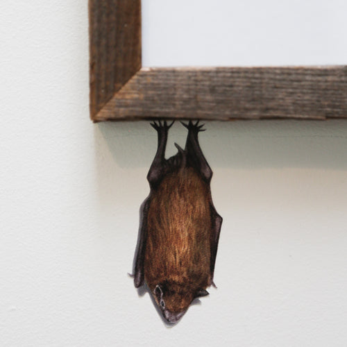 Load image 1 in gallery view. Close up of roosting bat