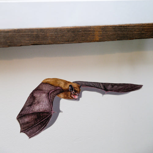 Load image 1 in gallery view. Close up of flying bat