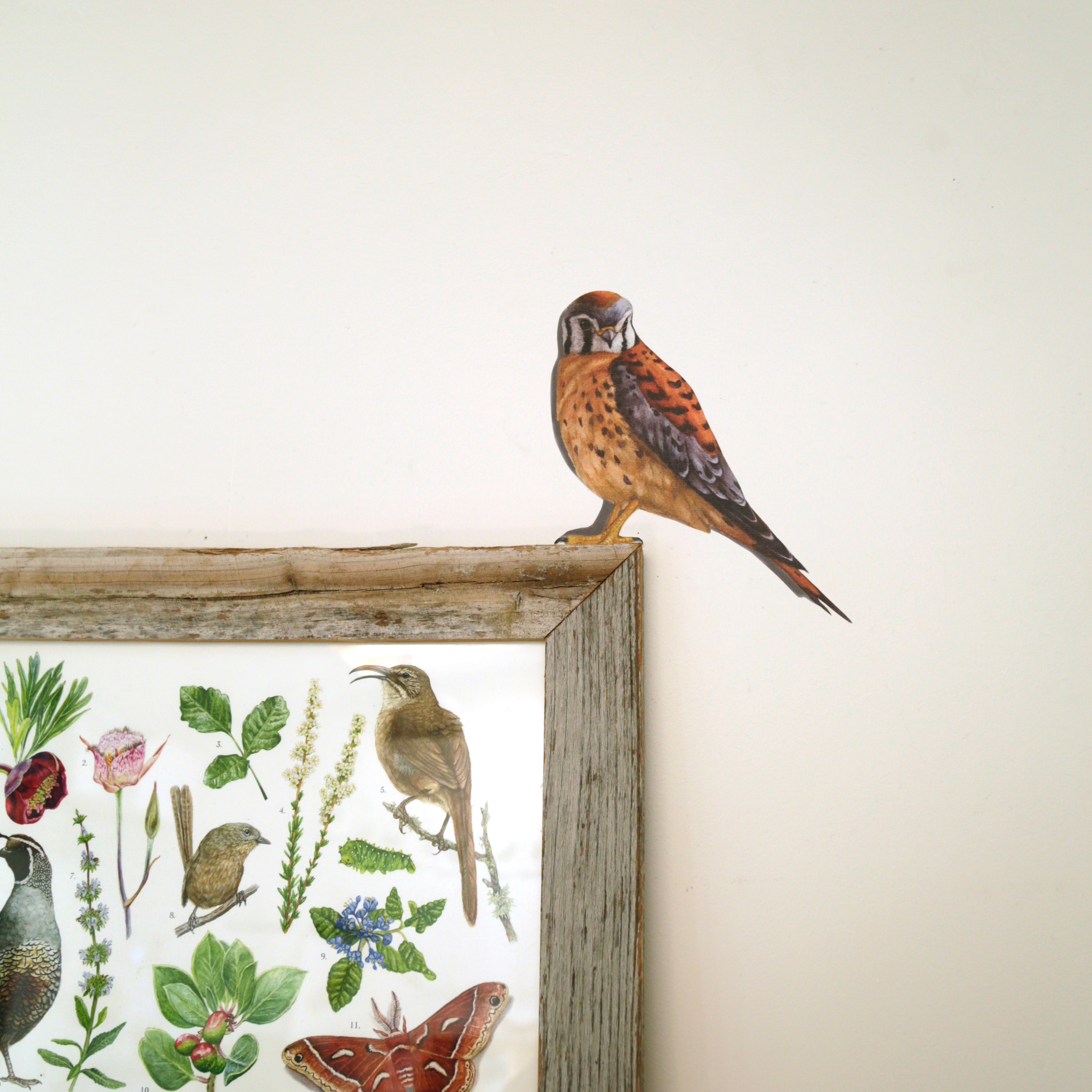 Realistic American Kestrel against white wall perched on picture frame.