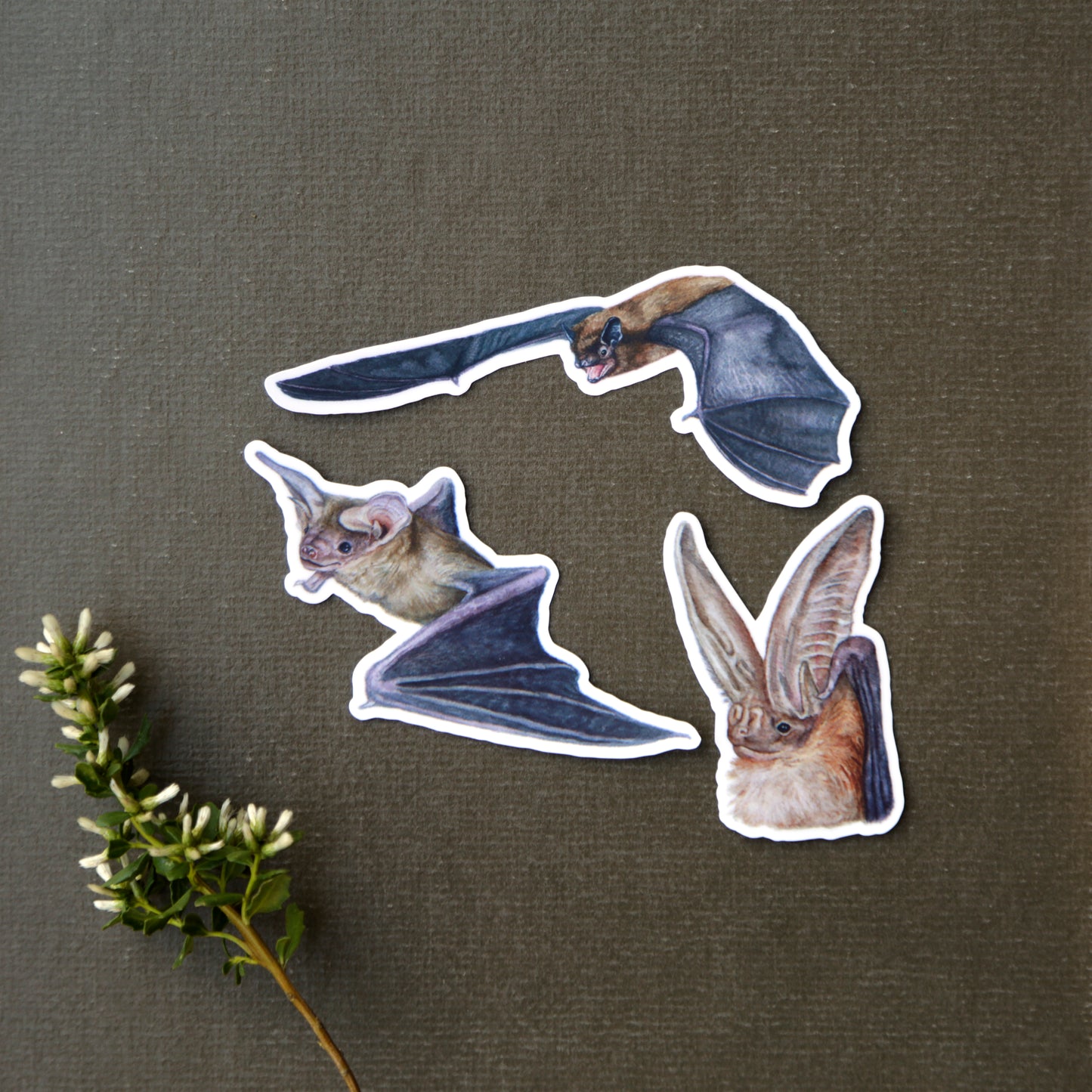 California Bats Vinyl Stickers: Townsend's, Pallid, Big Brown