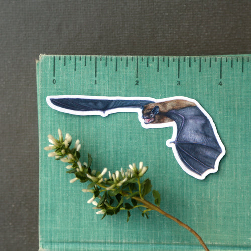 Load image 1 in gallery view. California Bats Vinyl Stickers: Townsend's, Pallid, Big Brown