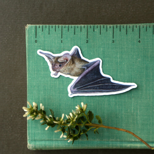 Load image 1 in gallery view. California Bats Vinyl Stickers: Townsend's, Pallid, Big Brown