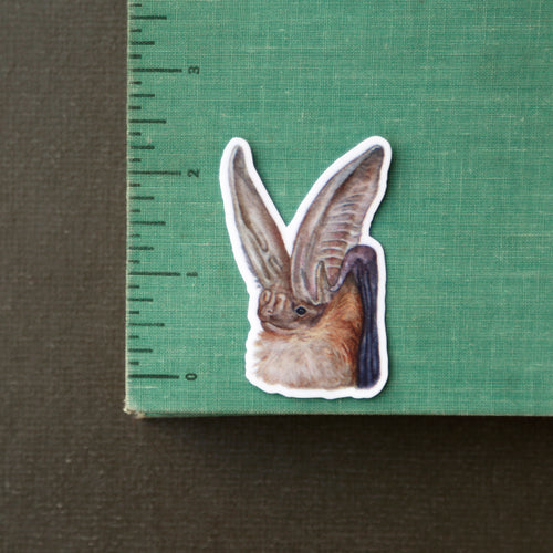 Load image 1 in gallery view. California Bats Vinyl Stickers: Townsend's, Pallid, Big Brown