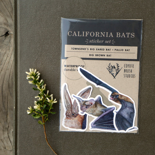 Load image 1 in gallery view. California Bats Vinyl Stickers: Townsend's, Pallid, Big Brown