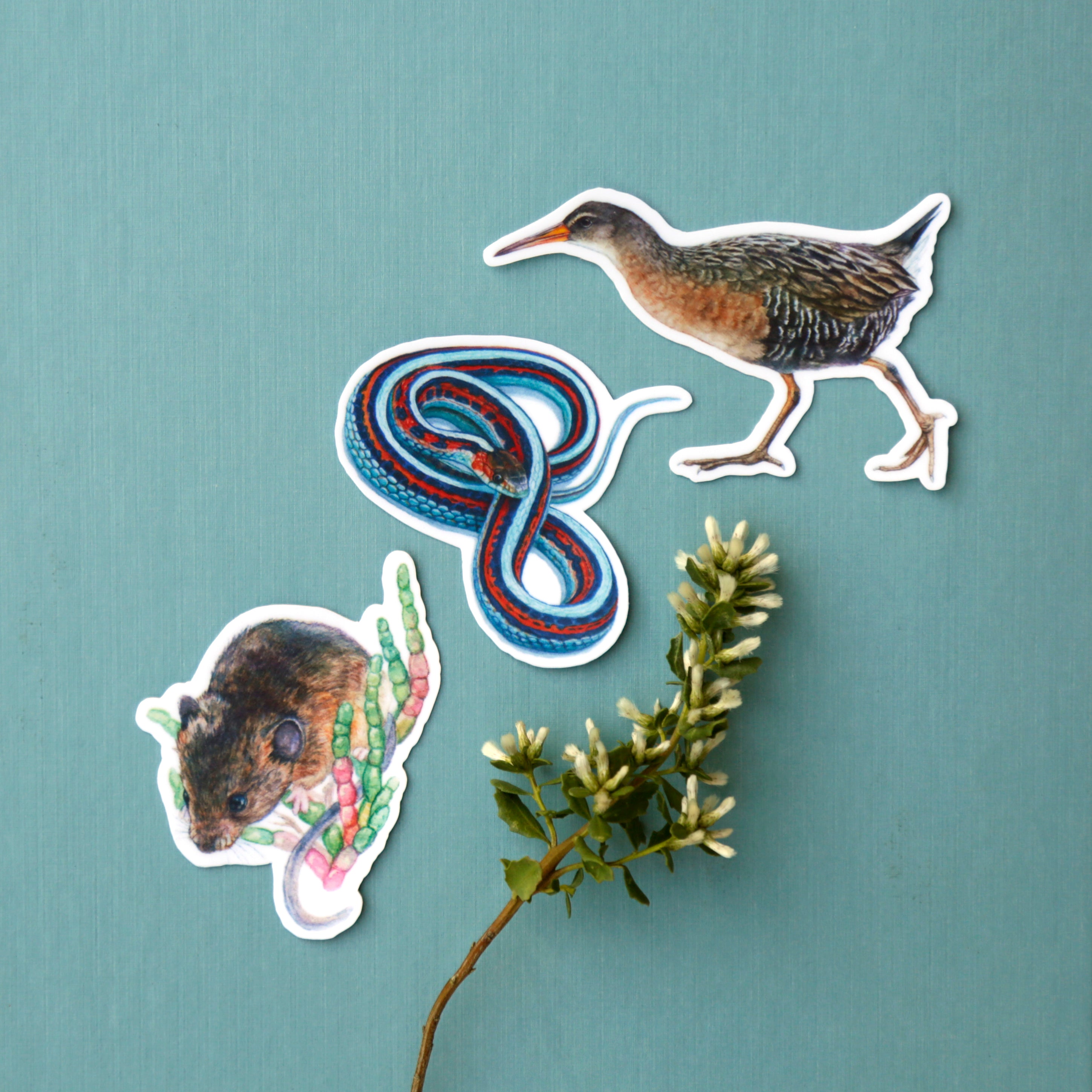 Endangered Bay Area Vinyl Stickers: SF Garter Snake, Salt Marsh Harvest Mouse, Clapper Rail