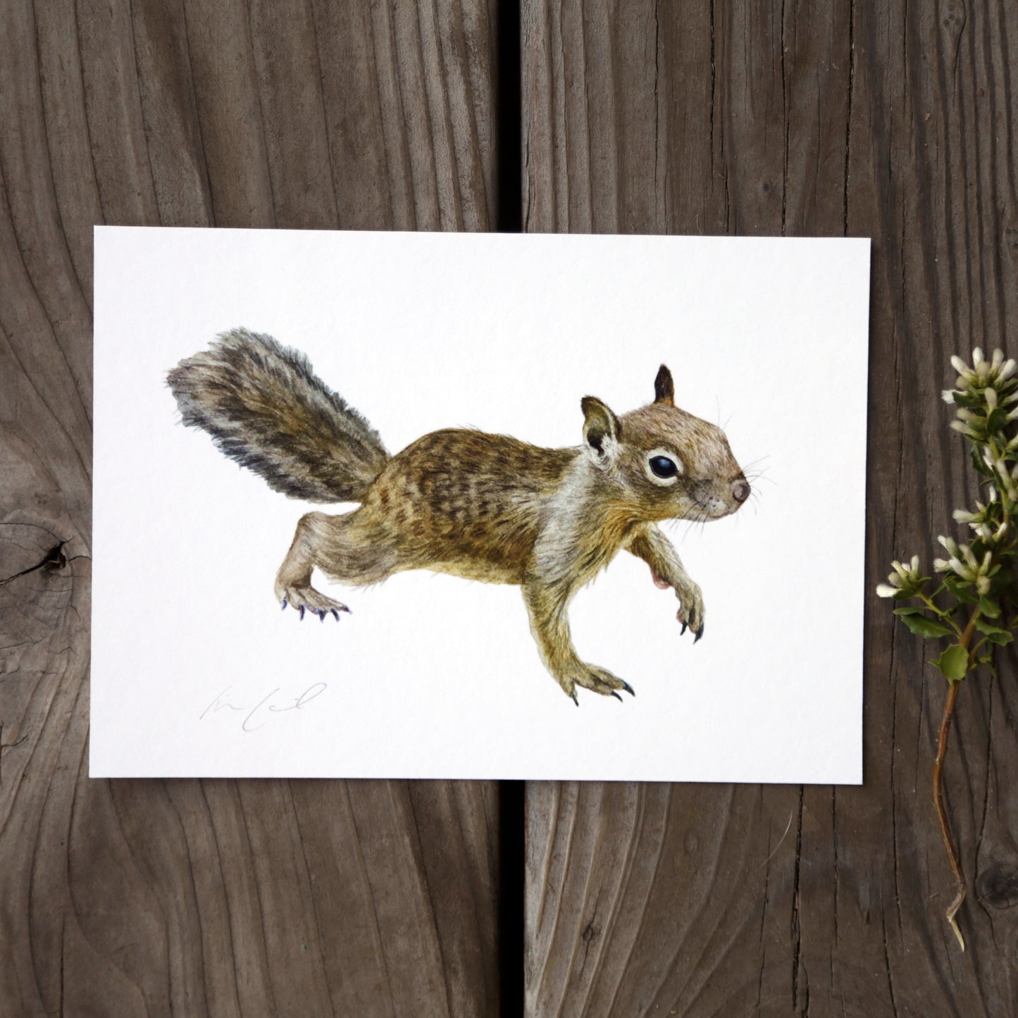 California Ground Squirrel 5x7 Watercolor Print