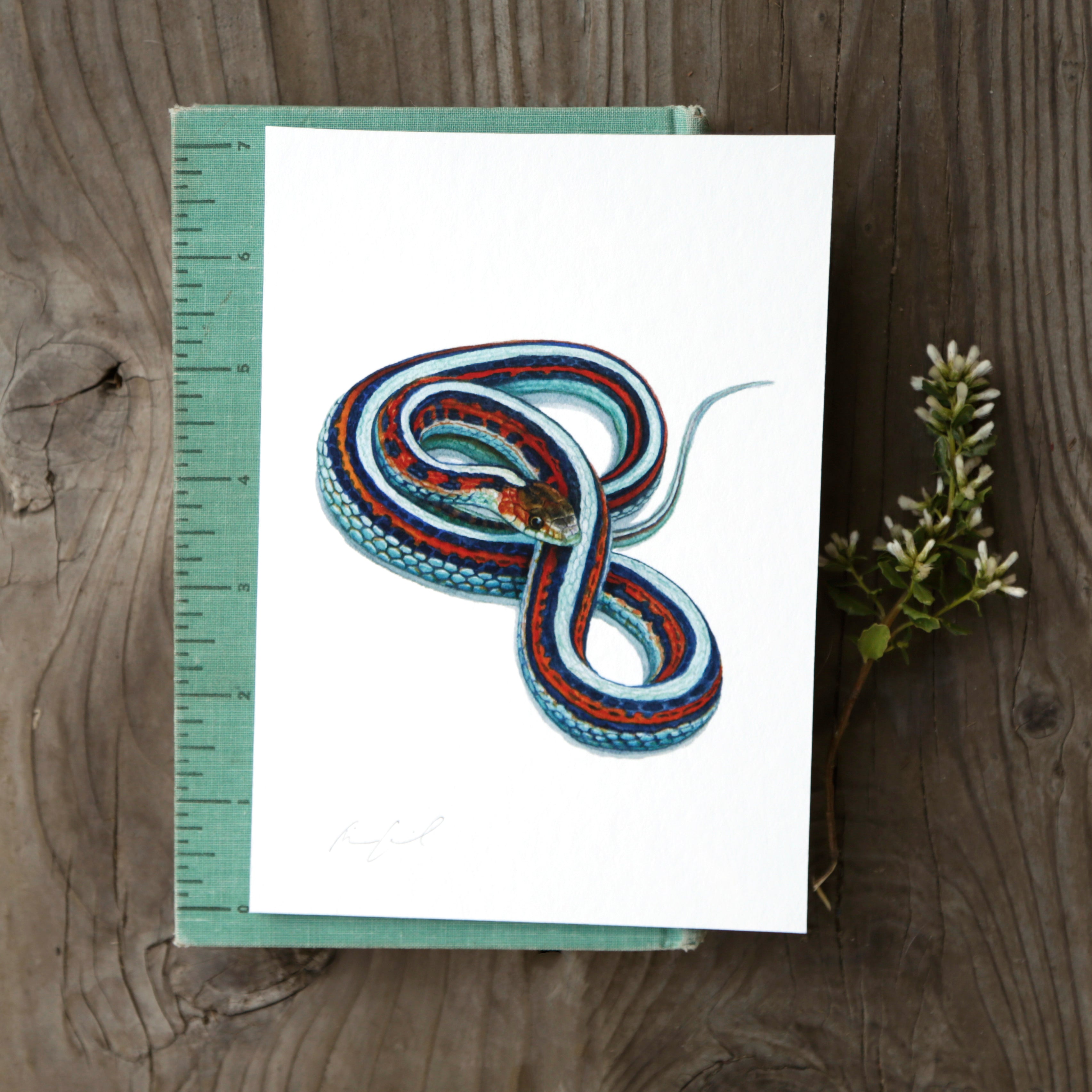 San Francisco Garter Snake 5x7 Watercolor Print