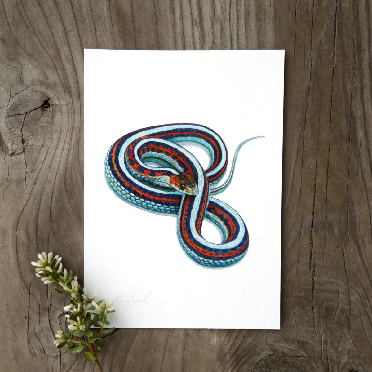 San Francisco Garter Snake 5x7 Watercolor Print