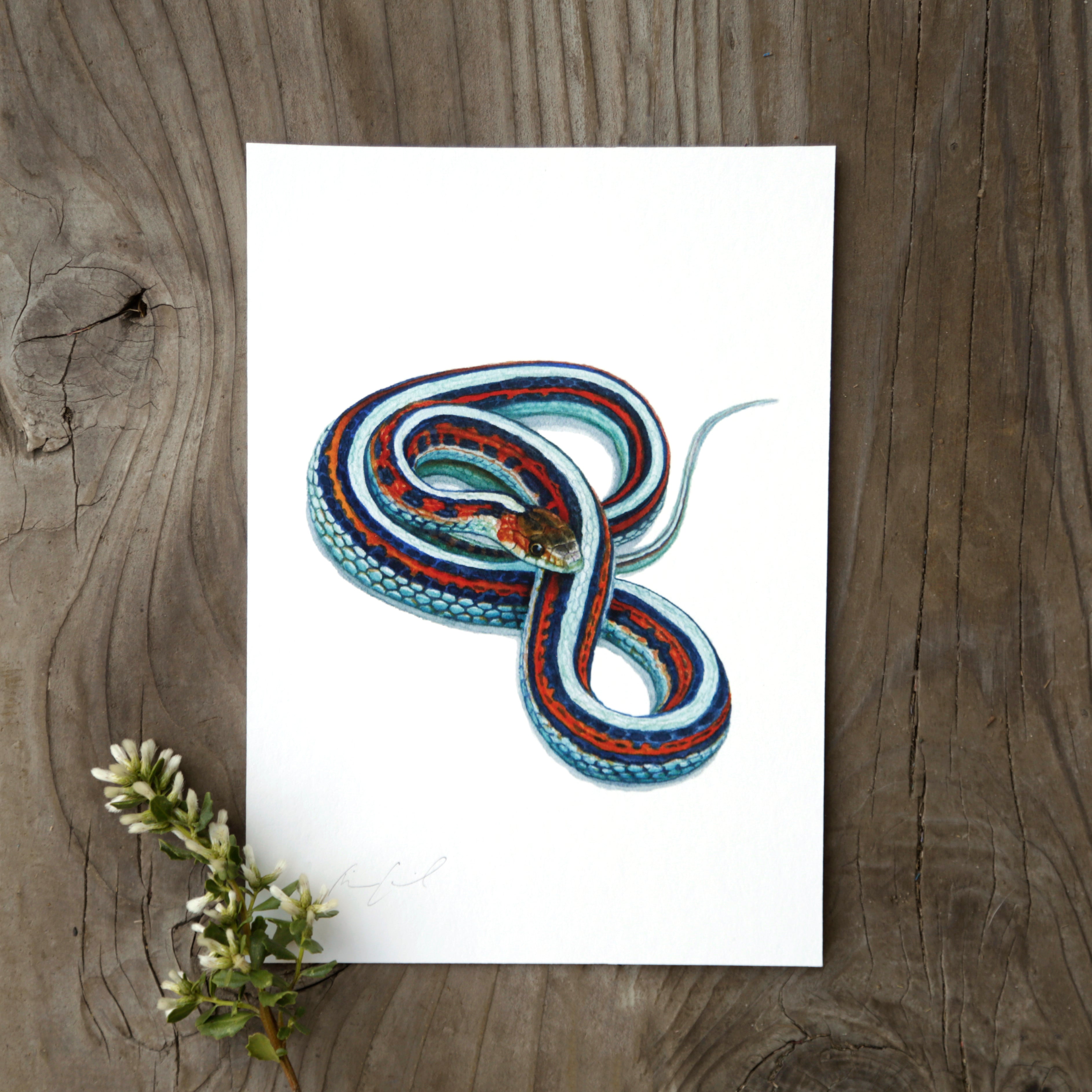 San Francisco Garter Snake 5x7 Watercolor Print