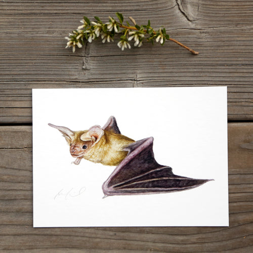 Load image 1 in gallery view. Pallid Bat 5x7 Watercolor Print