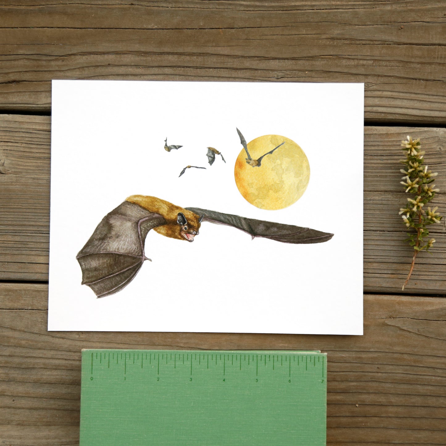 Big Brown Bats 8x10 Print - Native California Wildlife