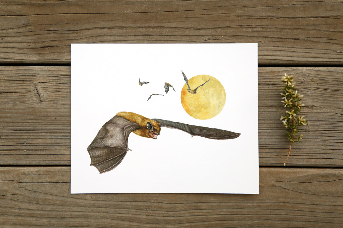 Big Brown Bats 8x10 Print - Native California Wildlife
