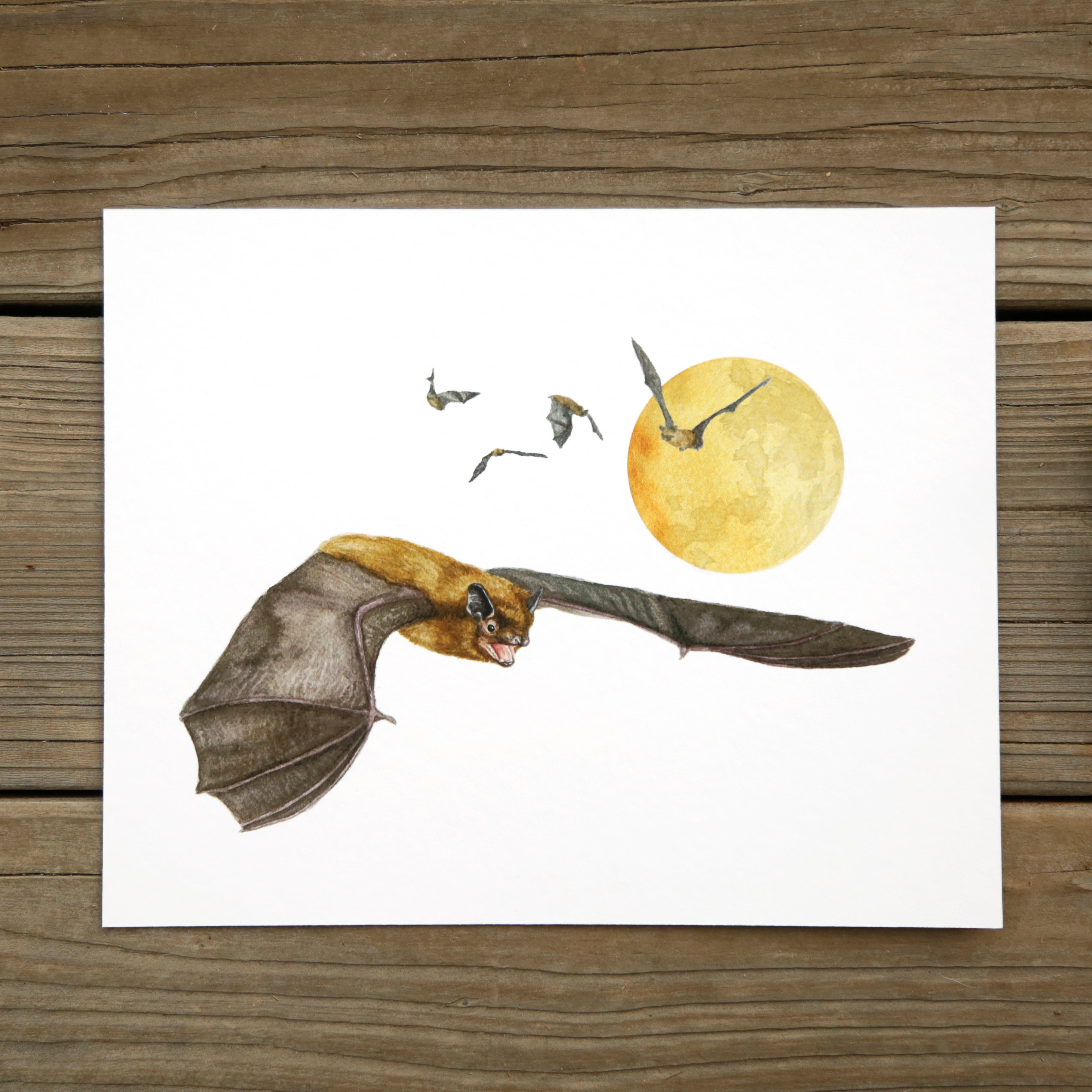 Big Brown Bats 8x10 Print - Native California Wildlife