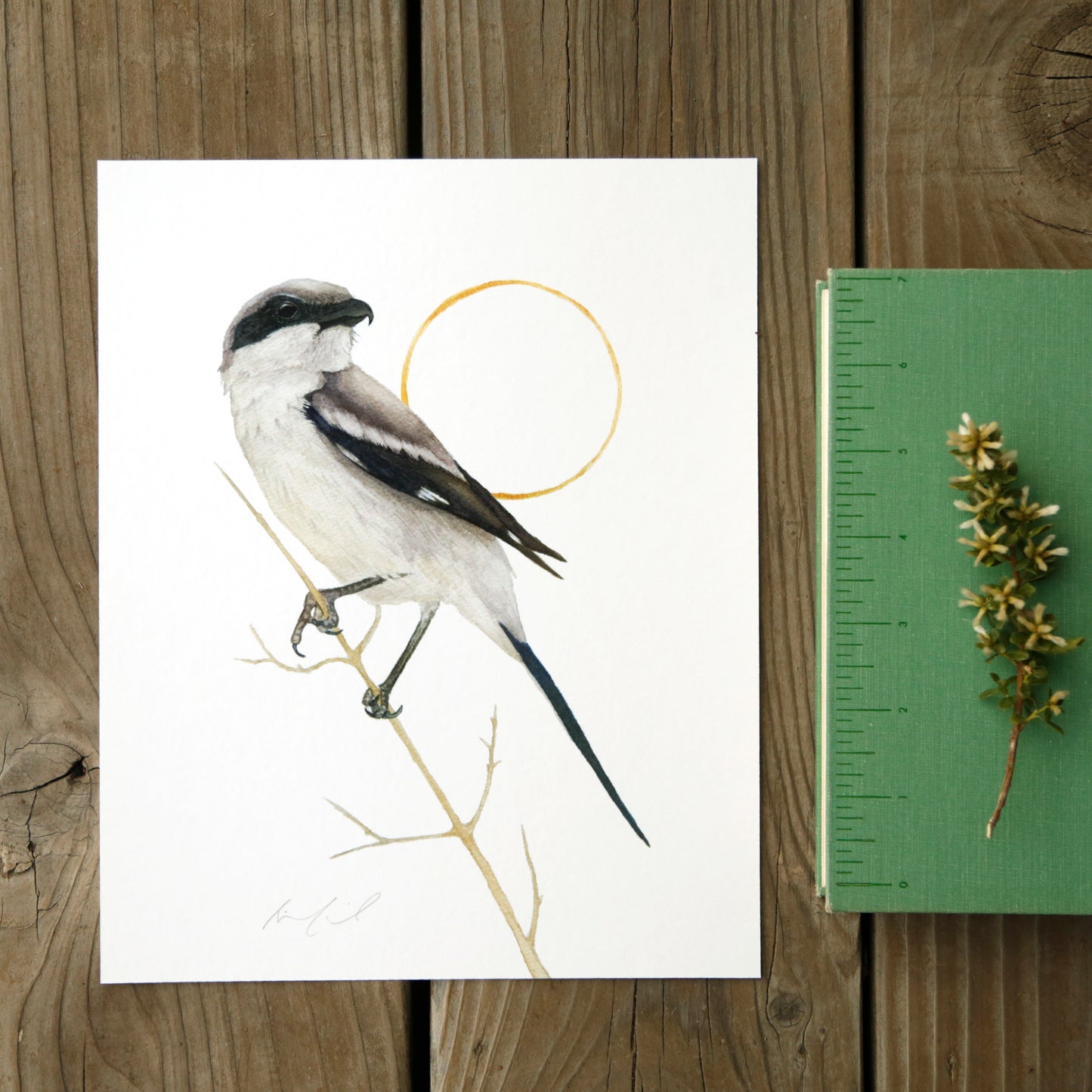 Loggerhead Shrike 8x10 Print - Native California Wildlife, Bird Print